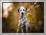 Kwiaty, Dalmatyńczyk, Szczeniak, Pies