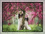 Spaniele kontynentalne miniaturowe Papillon, Drzewo, Dwa, Kwitnące, Psy