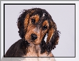 Szczeniak, Cocker spaniel, Słodki, Smutny