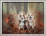 Welsh corgi pembroke, Trzy, Psy, Liście